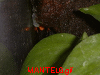 MANTEL6.gif 8.9K